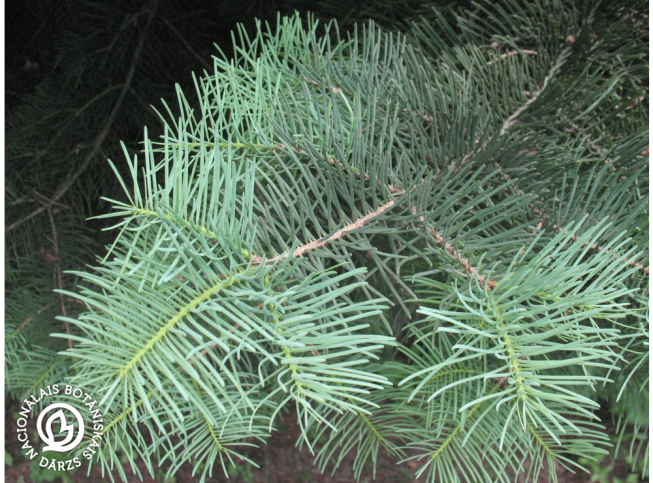 Abies concolor